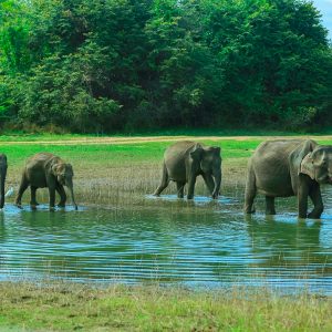 Udawalawe National Park Safari
